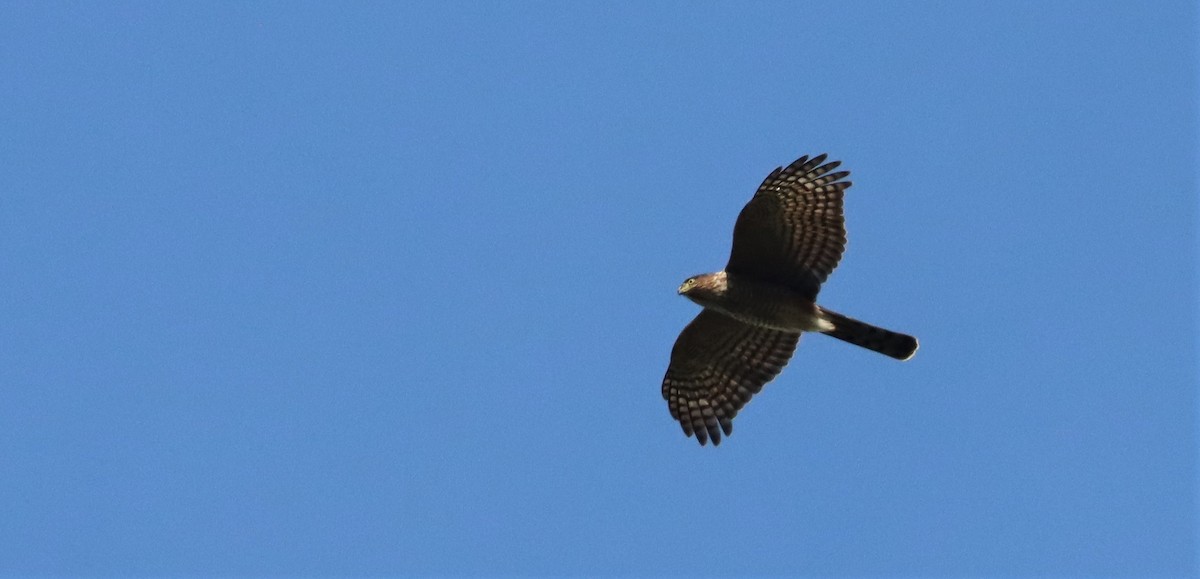 Sharp-shinned Hawk - ML543277851