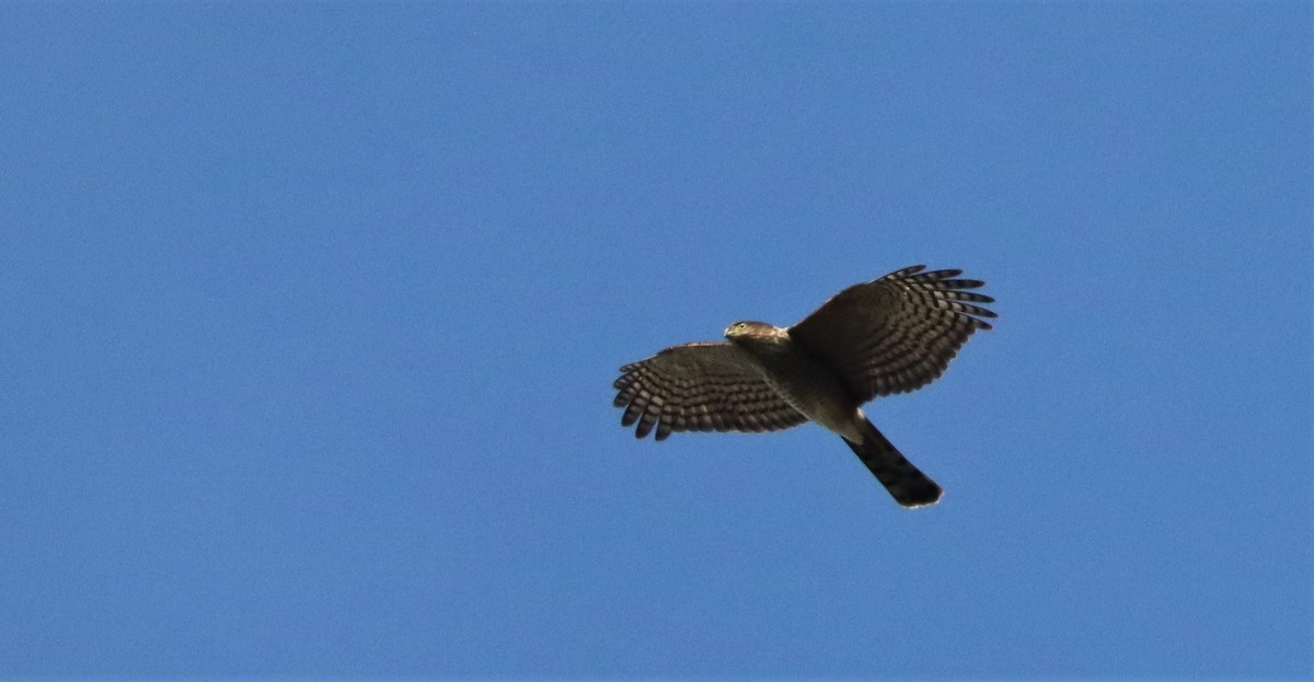 Sharp-shinned Hawk - ML543277911