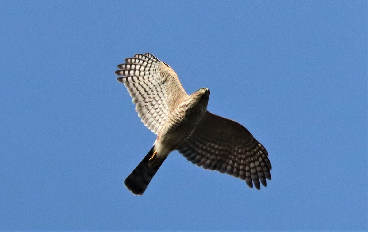 Sharp-shinned Hawk - ML543277931