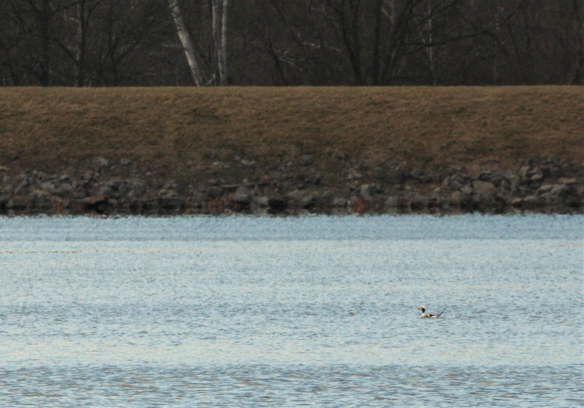 Long-tailed Duck - John Carter