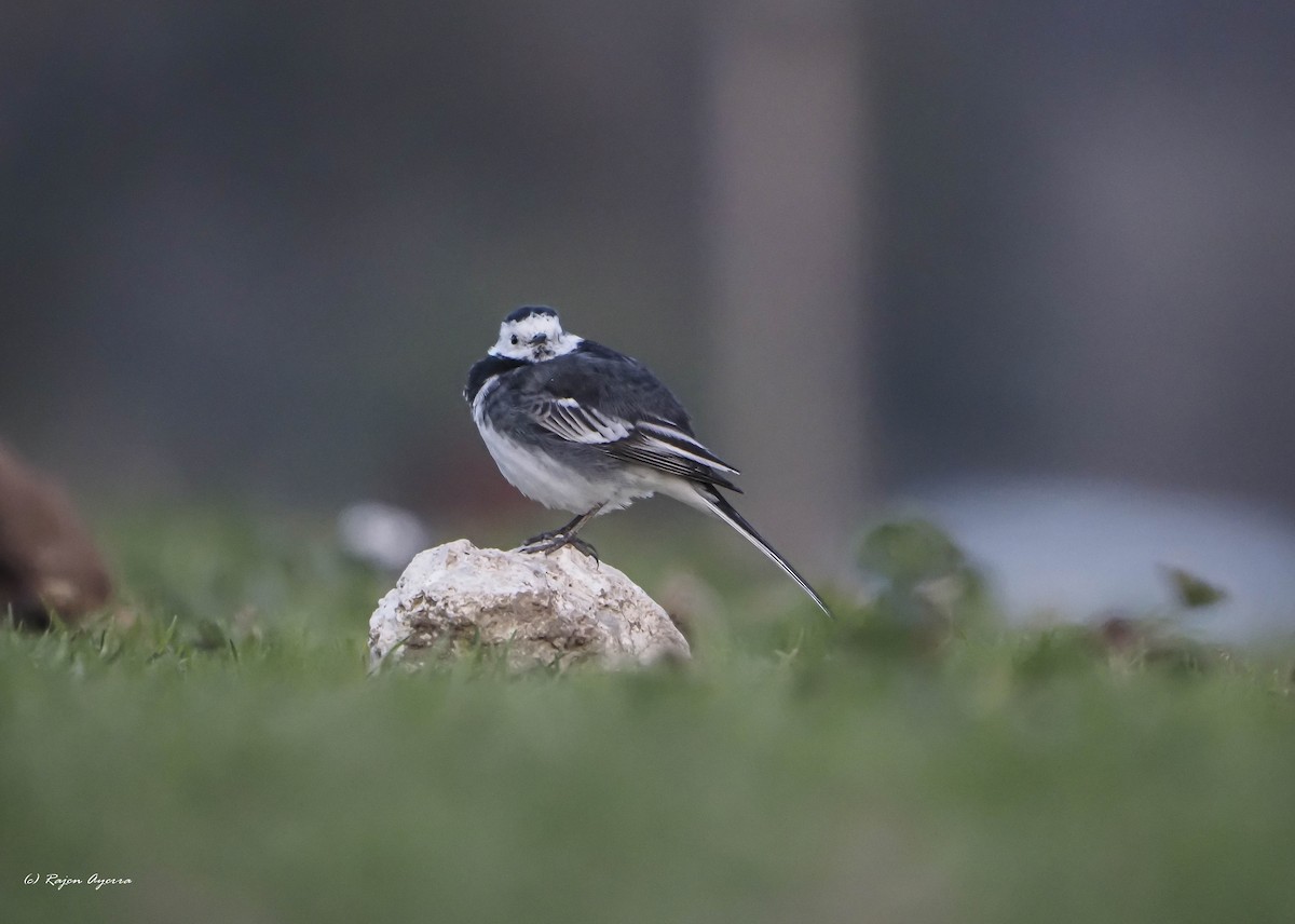 White Wagtail (British) - ML543279251