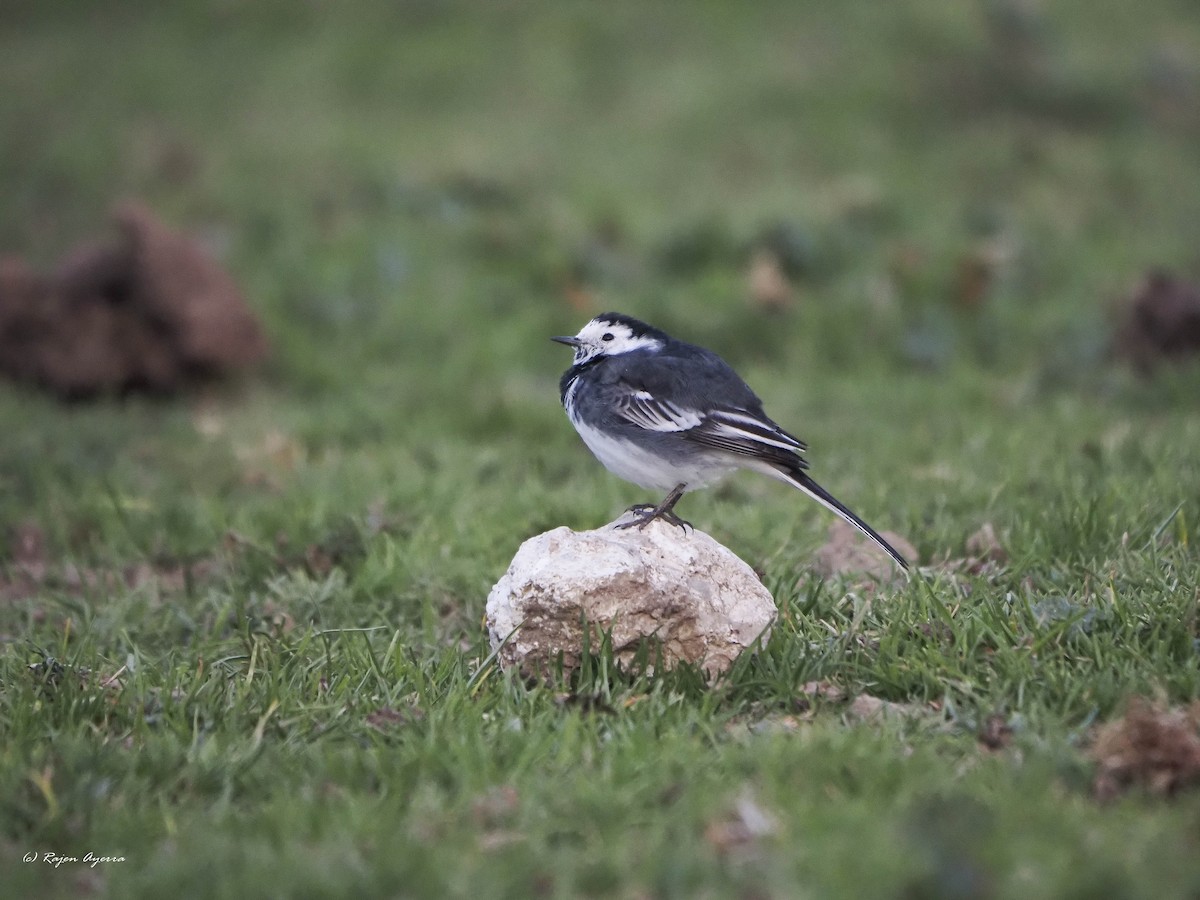 White Wagtail (British) - ML543279281