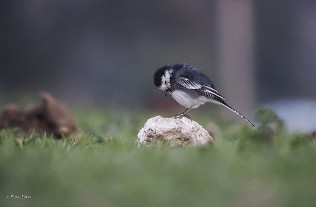 White Wagtail (British) - ML543279321