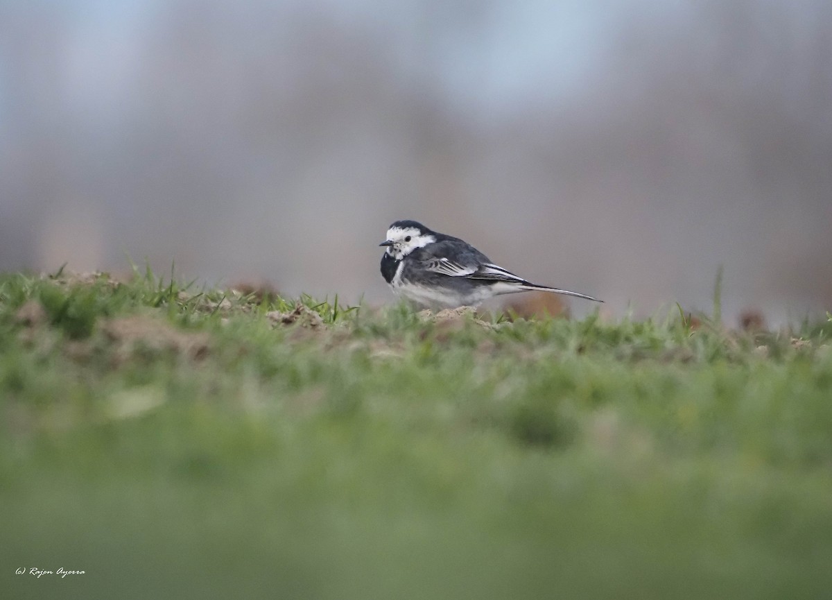 White Wagtail (British) - Rajen Ayerra Vildarraz