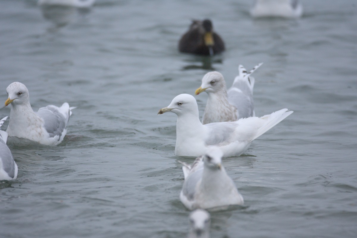 Gaviota Groenlandesa (glaucoides) - ML543279641