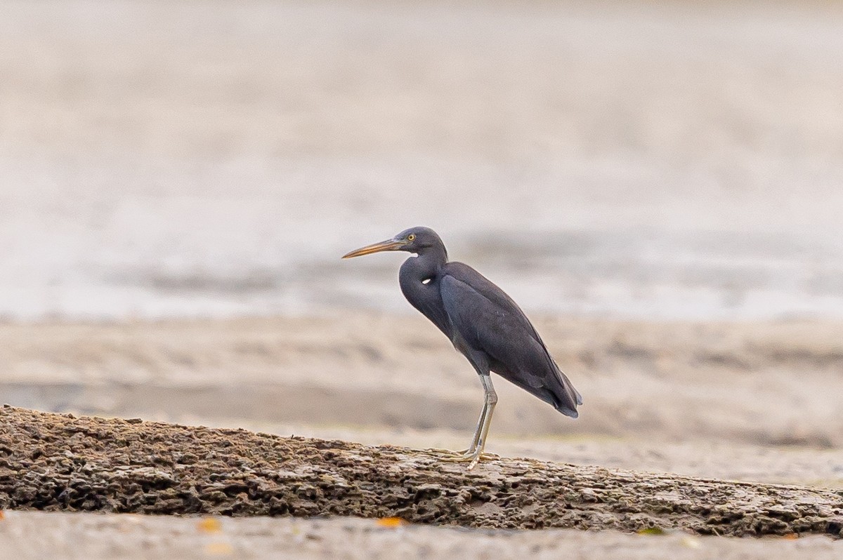 Pacific Reef-Heron - ML543279951