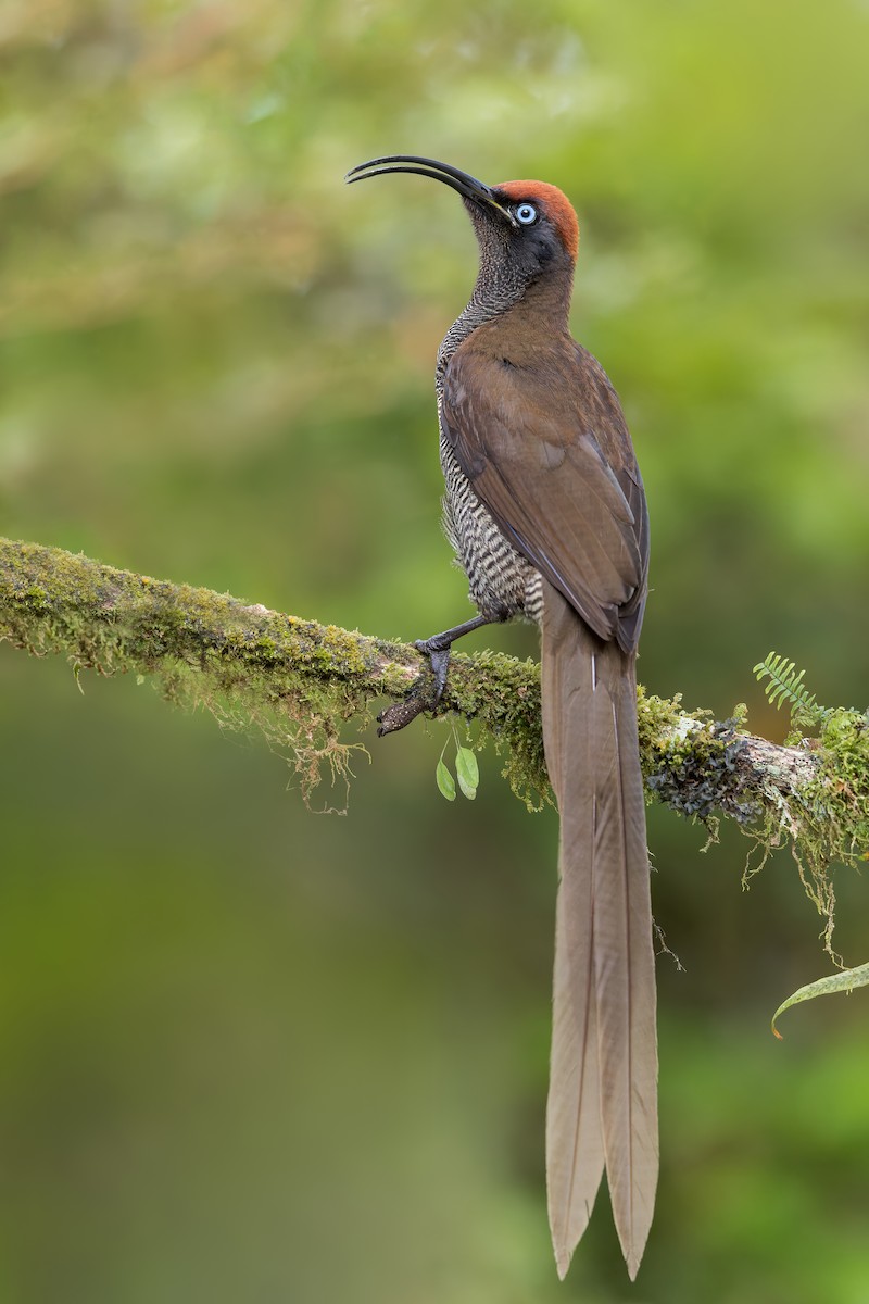 Brown Sicklebill - Dubi Shapiro