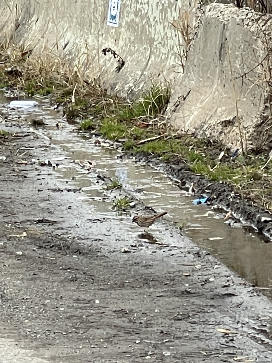 Song Sparrow - Marcella Durand