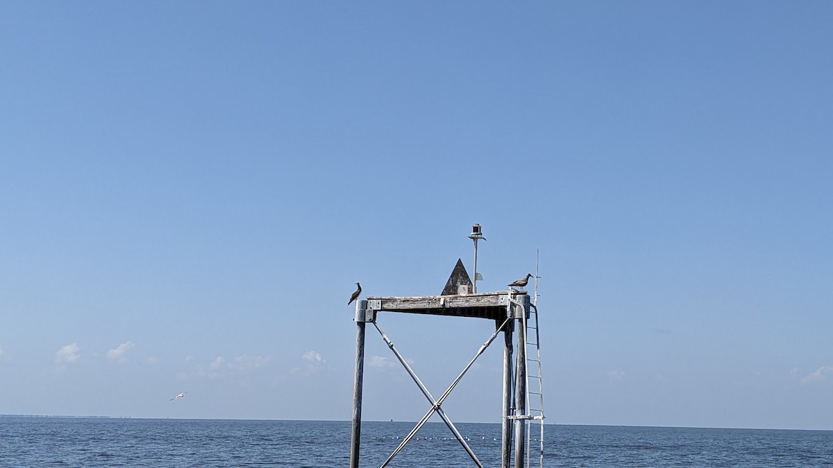 Brown Booby - ML543283311