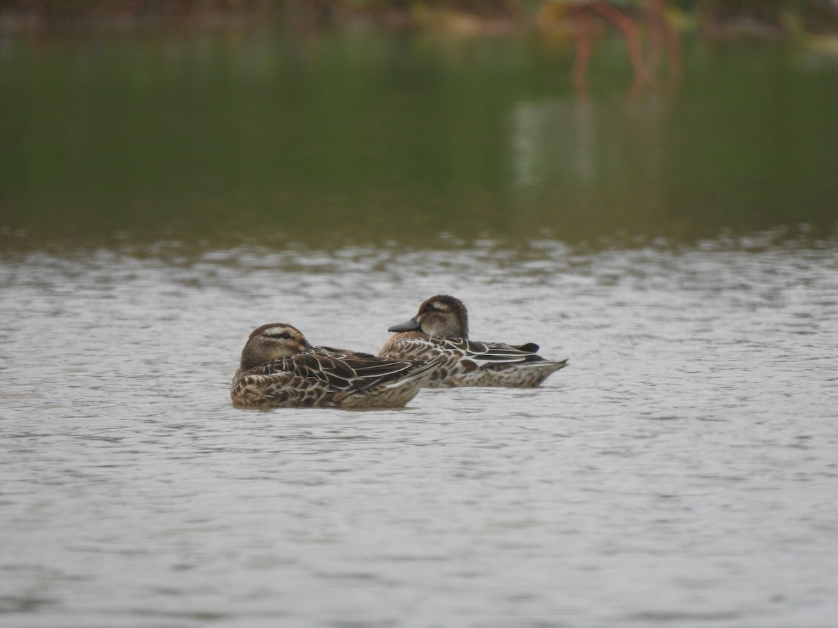 Garganey - Chai Thiam Lau