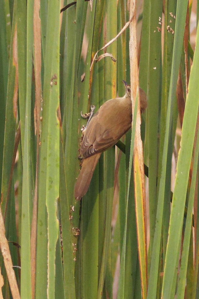 Clamorous Reed Warbler - ML543283911