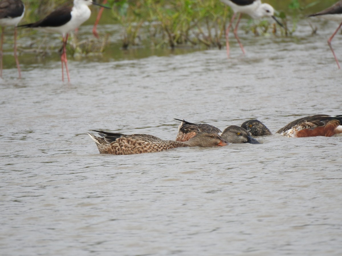 Northern Shoveler - ML543283951