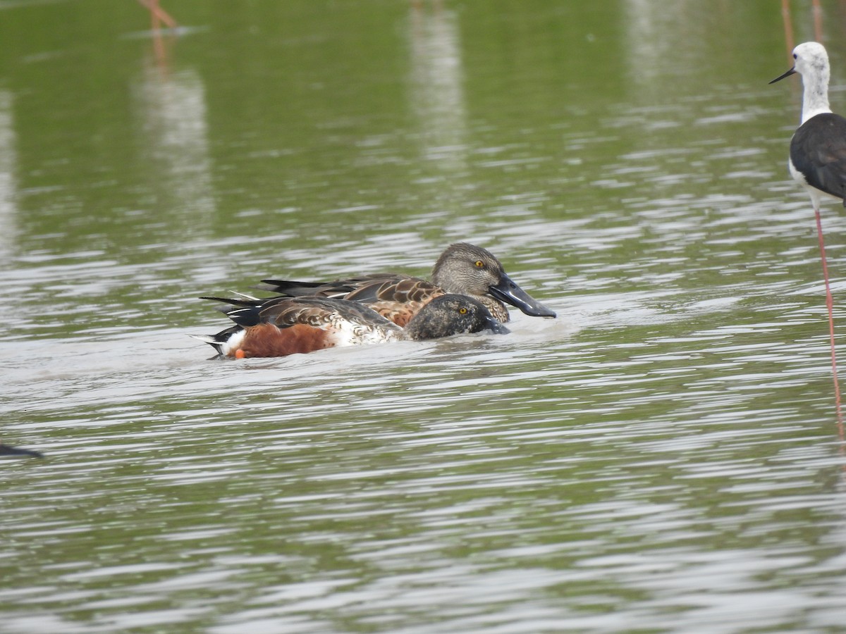 Northern Shoveler - Chai Thiam Lau