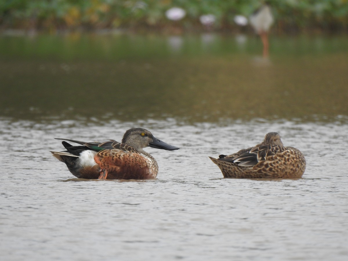 Northern Shoveler - ML543283971