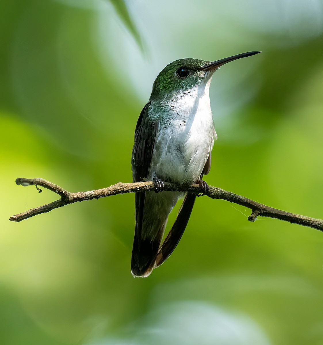 White-bellied Emerald - ML543284681