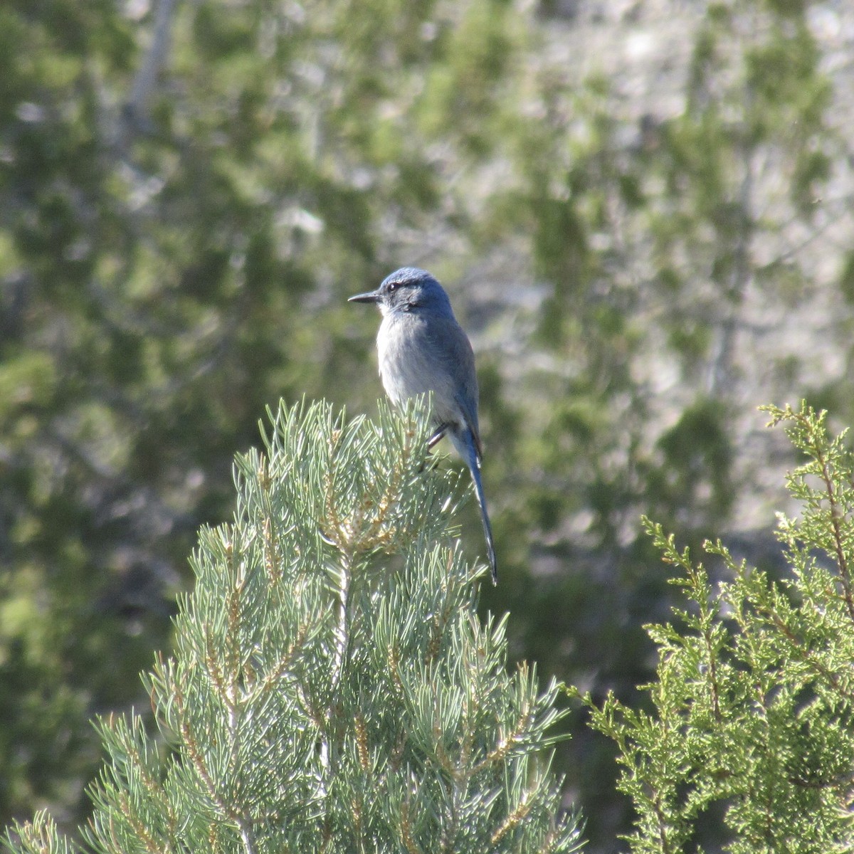 Woodhouse's Scrub-Jay - ML54328561