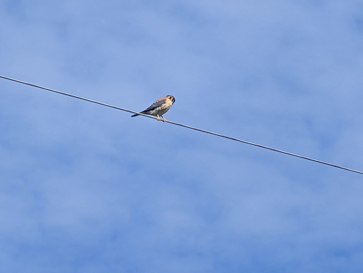 American Kestrel - ML543288551