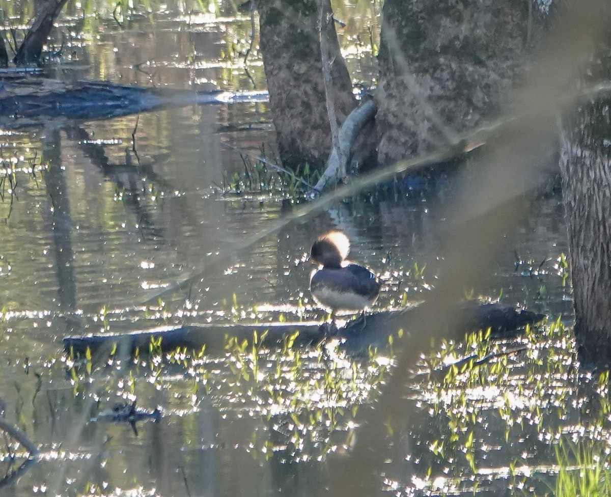Hooded Merganser - ML543289711