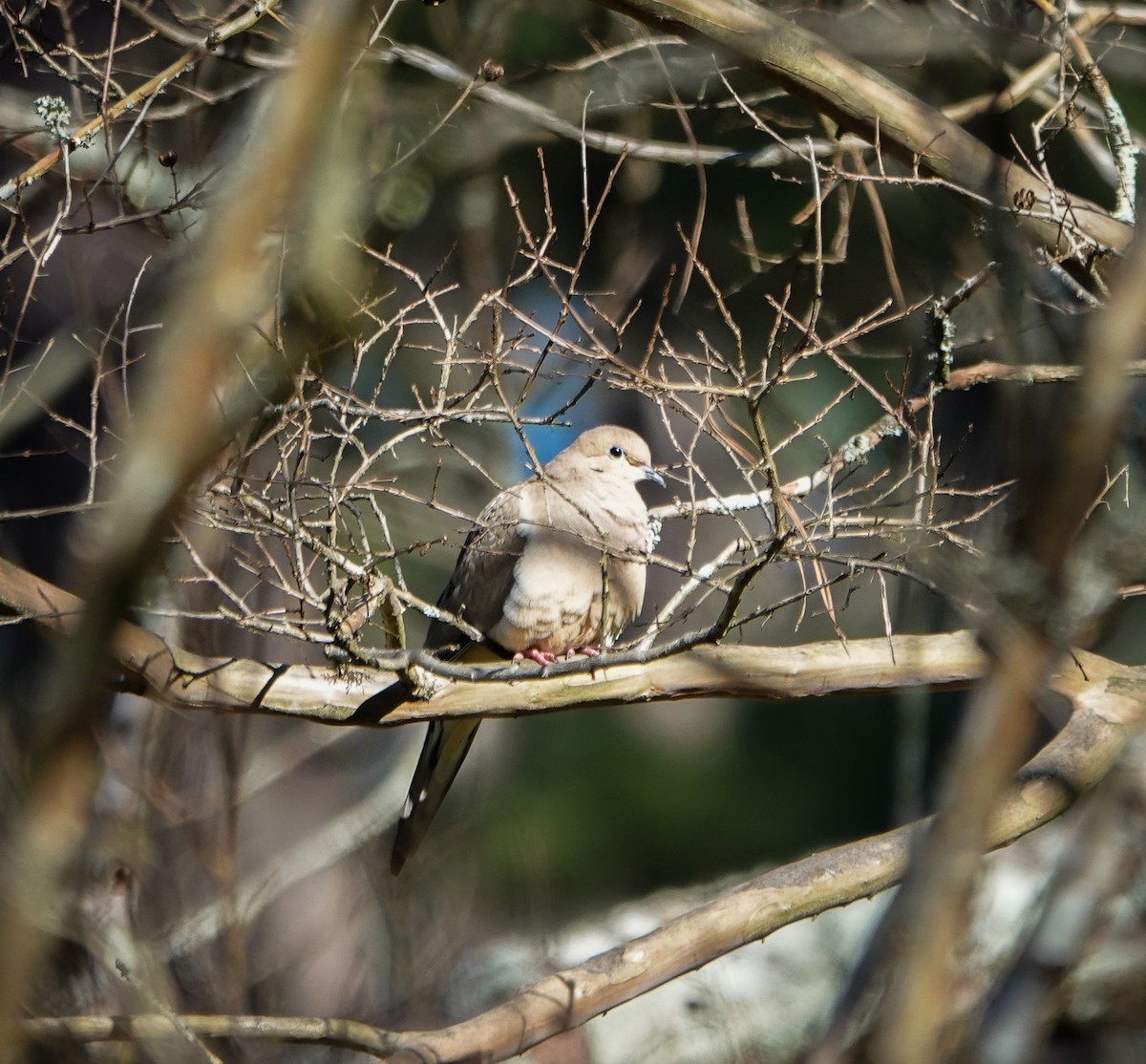 Mourning Dove - ML543289741