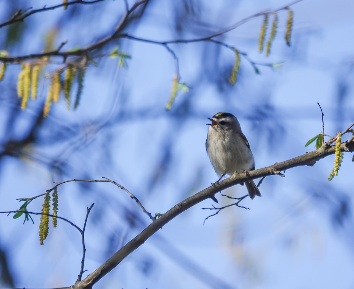 Golden-crowned Kinglet - ML543289811