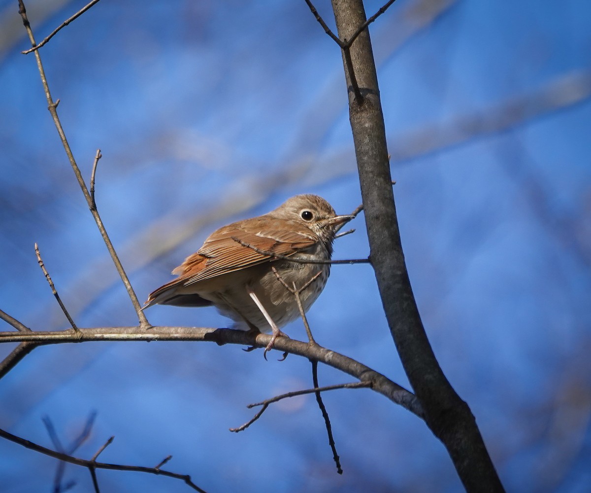 Hermit Thrush - ML543289831