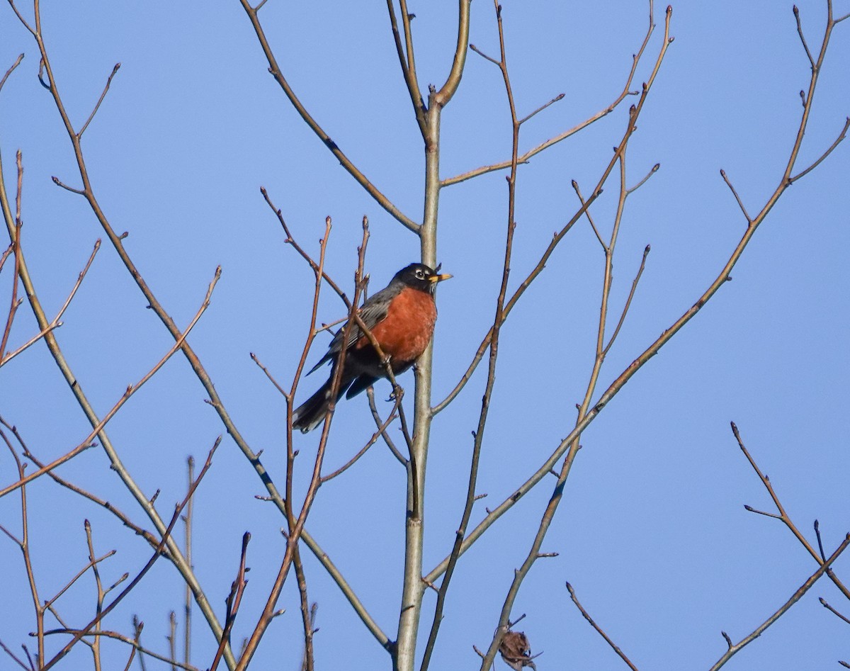 American Robin - ML543289841