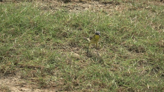 Western/Eastern Yellow Wagtail - ML543290401