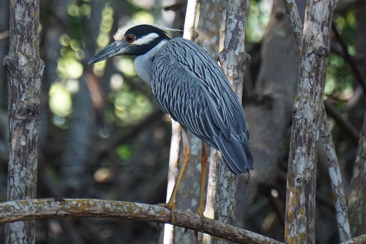 Yellow-crowned Night Heron - Brian Rapoza