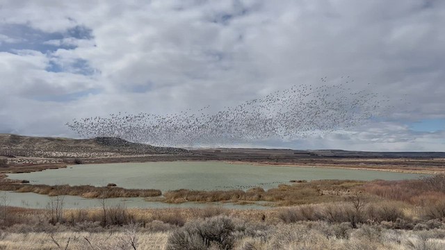 Snow Goose - ML543293981