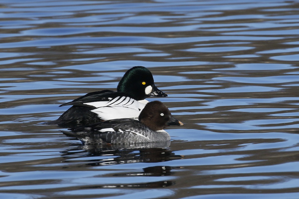 Common Goldeneye - ML543295211