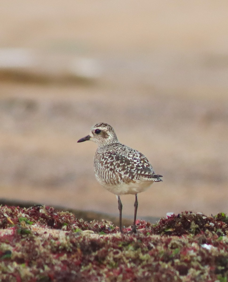 Black-bellied Plover - Alper YILMAZ