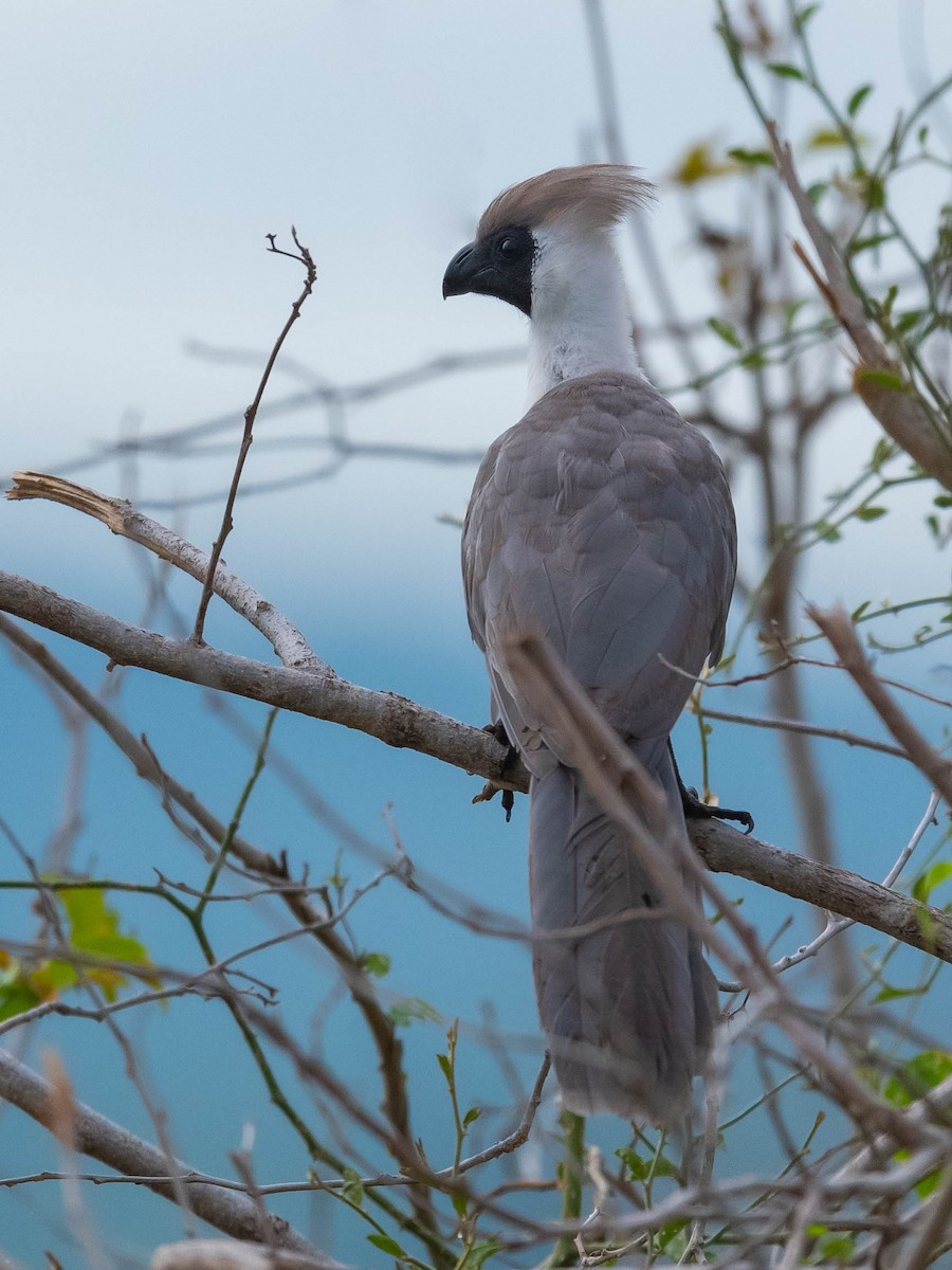 Bare-faced Go-away-bird - ML543296661