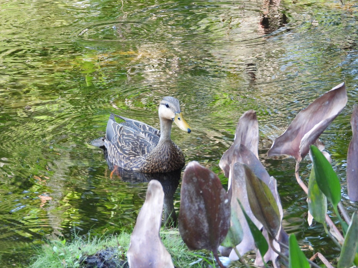 Mottled Duck - ML543298331