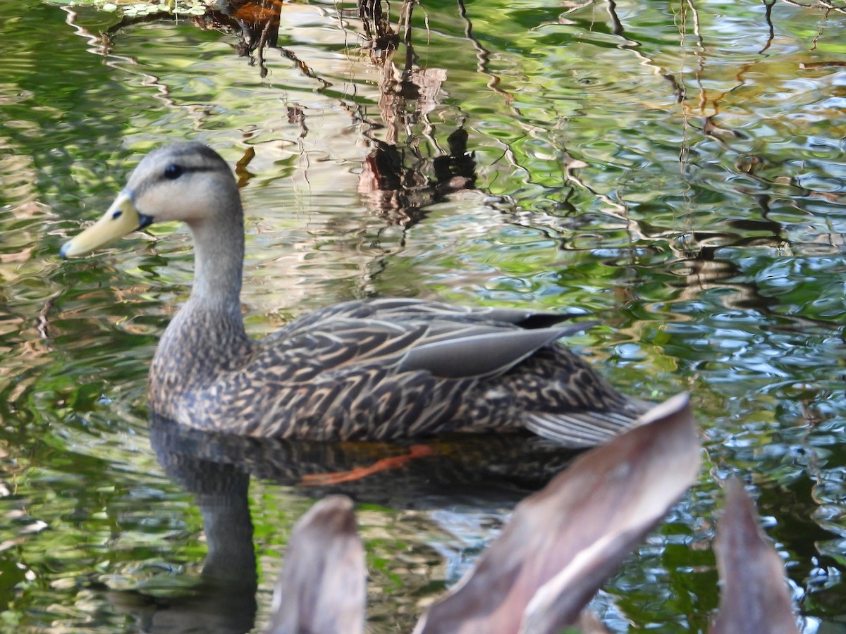 Mottled Duck - ML543298341