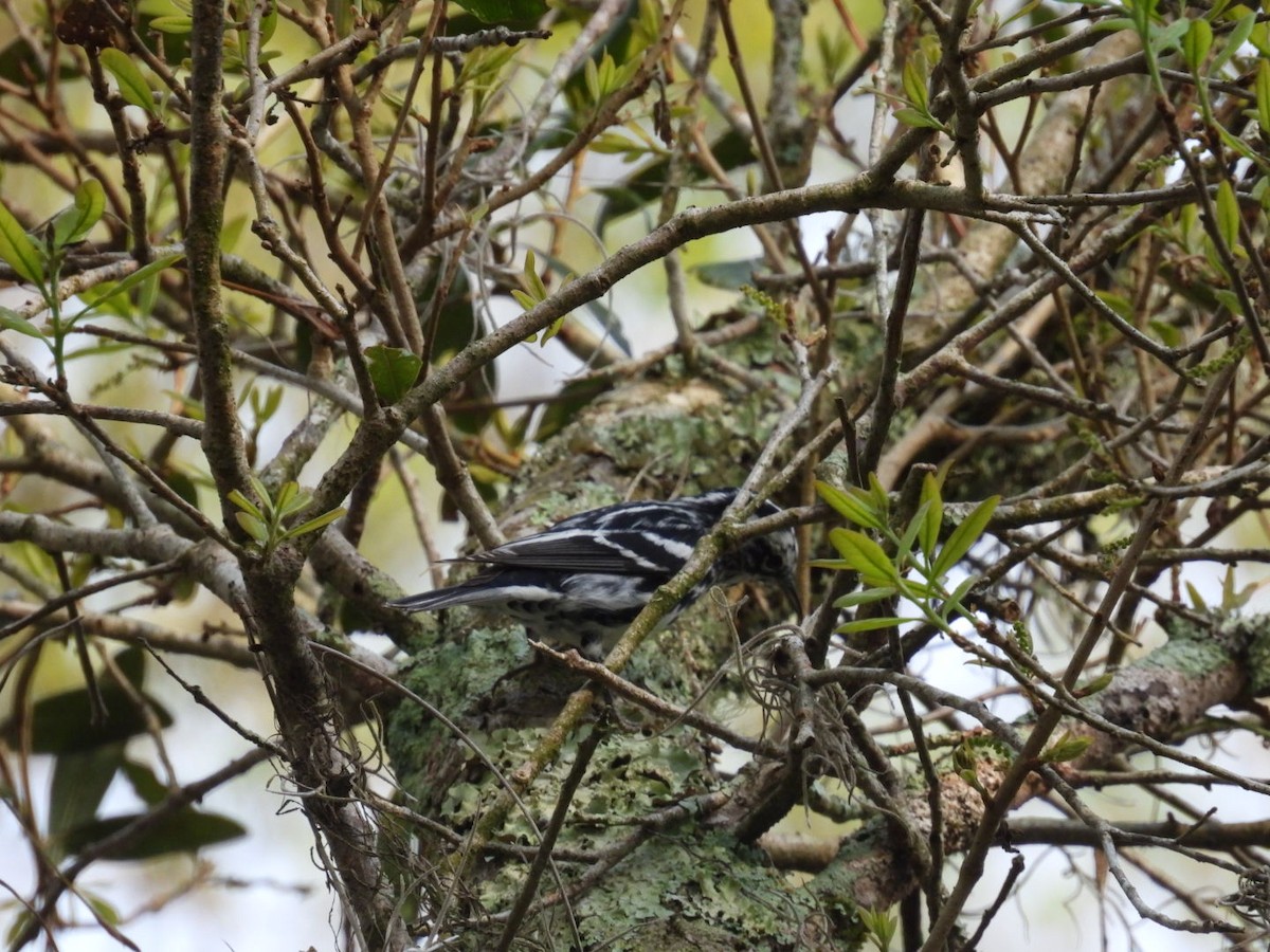 Black-and-white Warbler - ML543299001