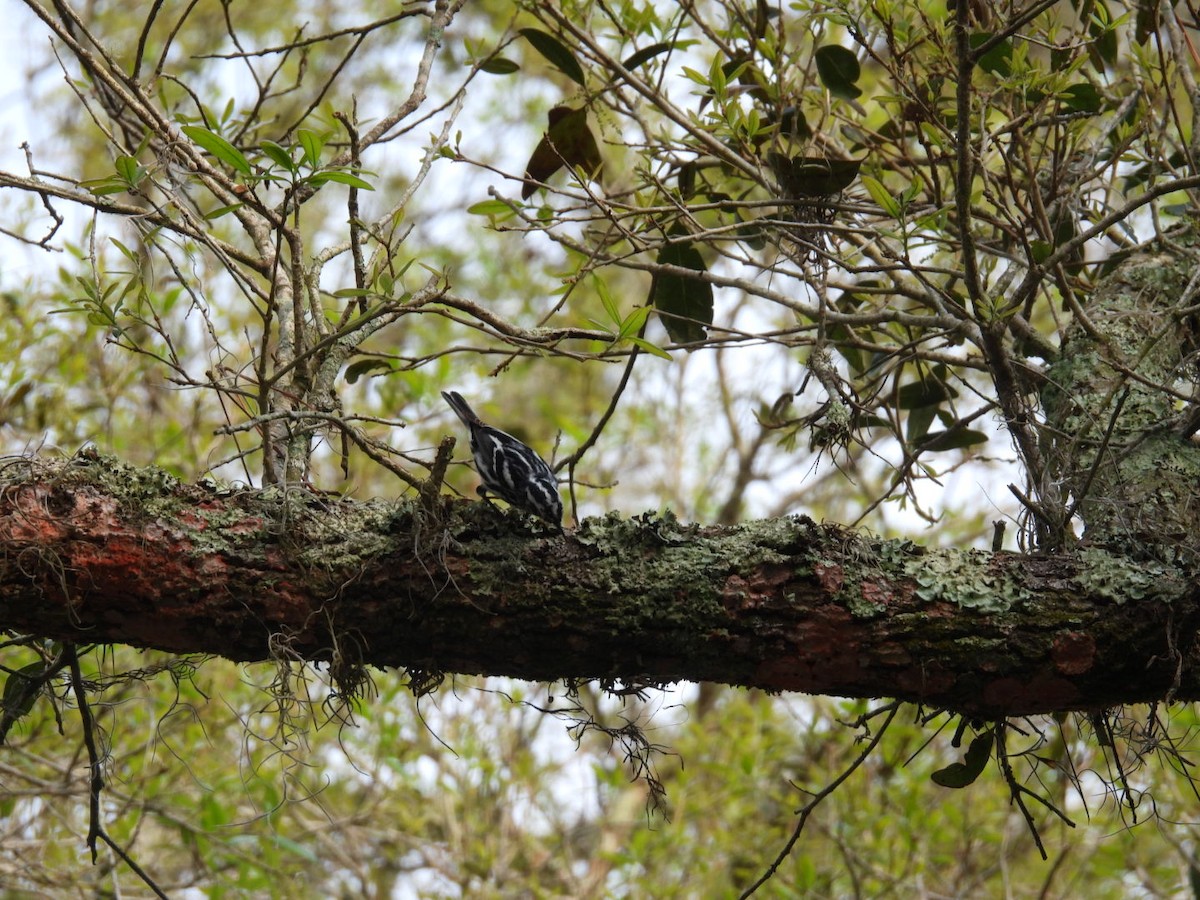 Black-and-white Warbler - ML543299011