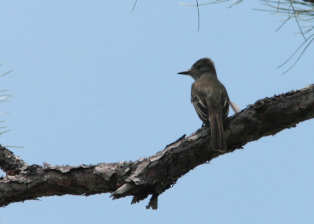 Great Crested Flycatcher - Andy Benson