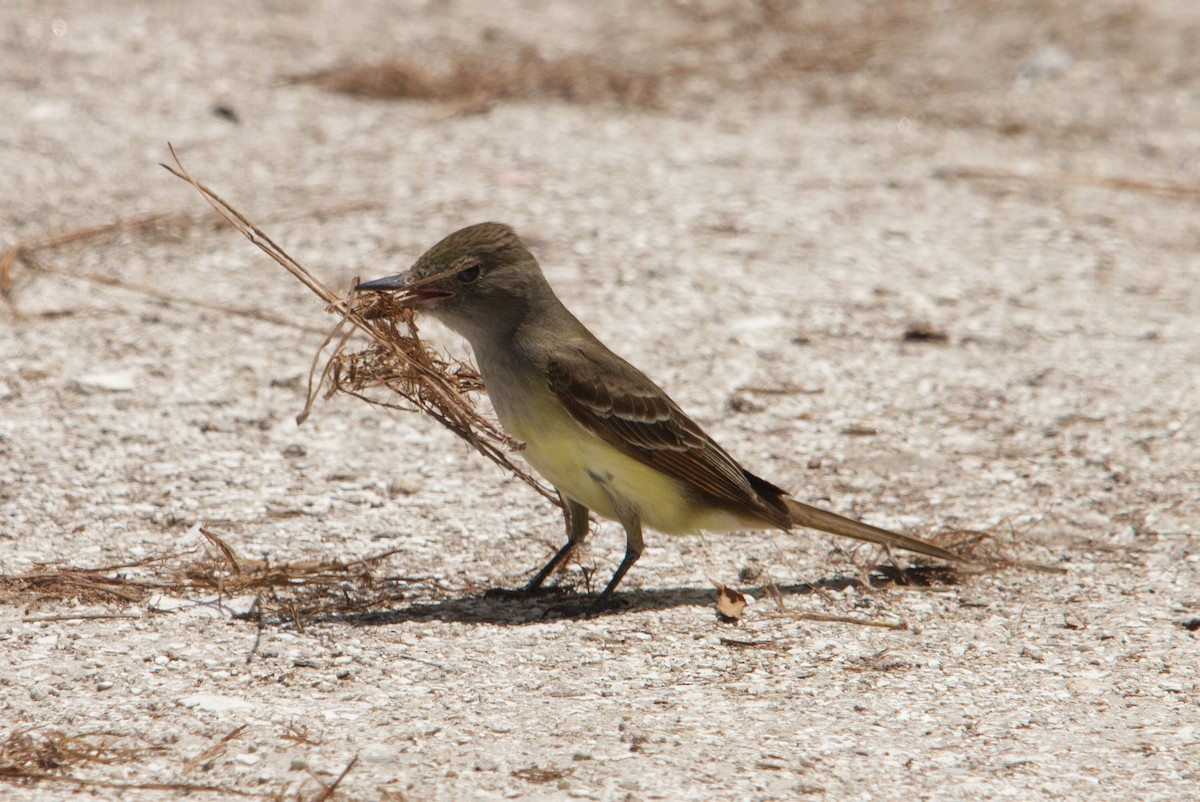 Great Crested Flycatcher - ML543300011