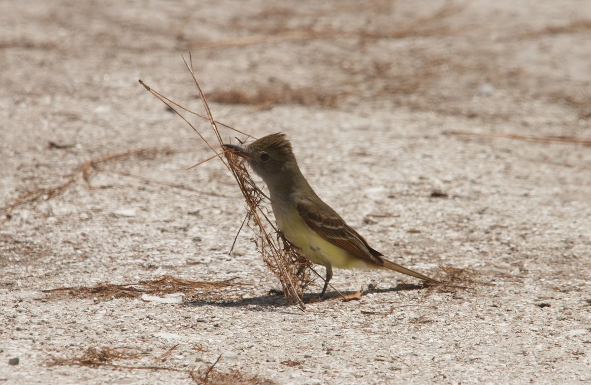 Great Crested Flycatcher - Andy Benson