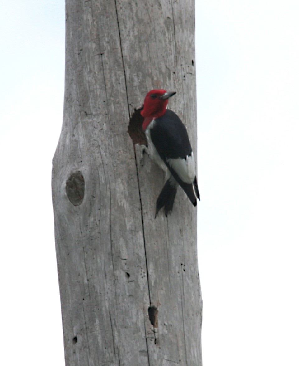 Pic à tête rouge - ML543301191