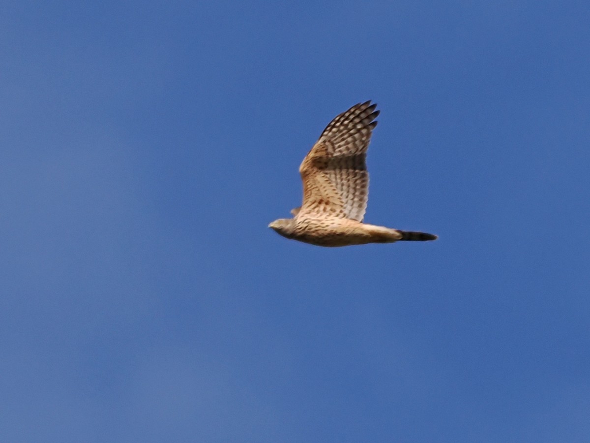 Eurasian Goshawk - ML543301291