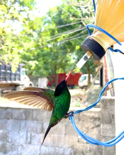 Red-billed Streamertail - ML543301381