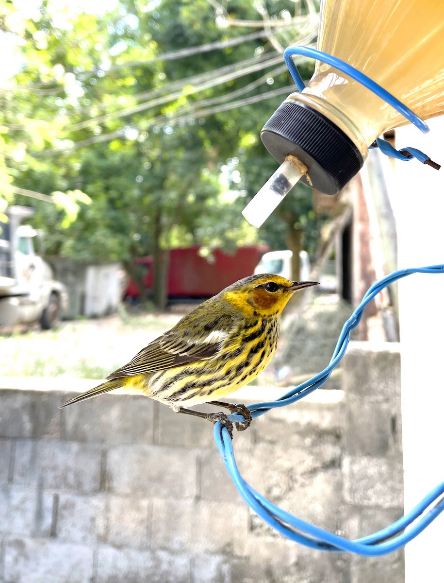 Cape May Warbler - ML543301441