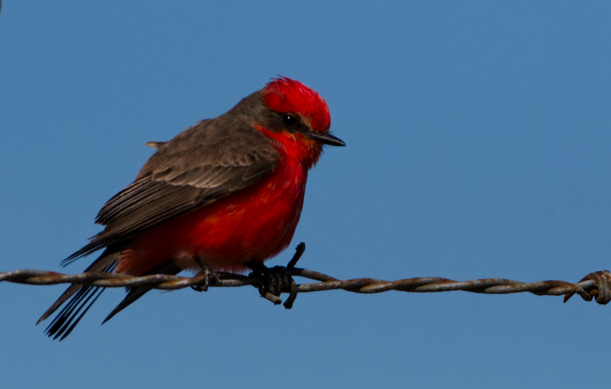 Vermilion Flycatcher - ML543301951