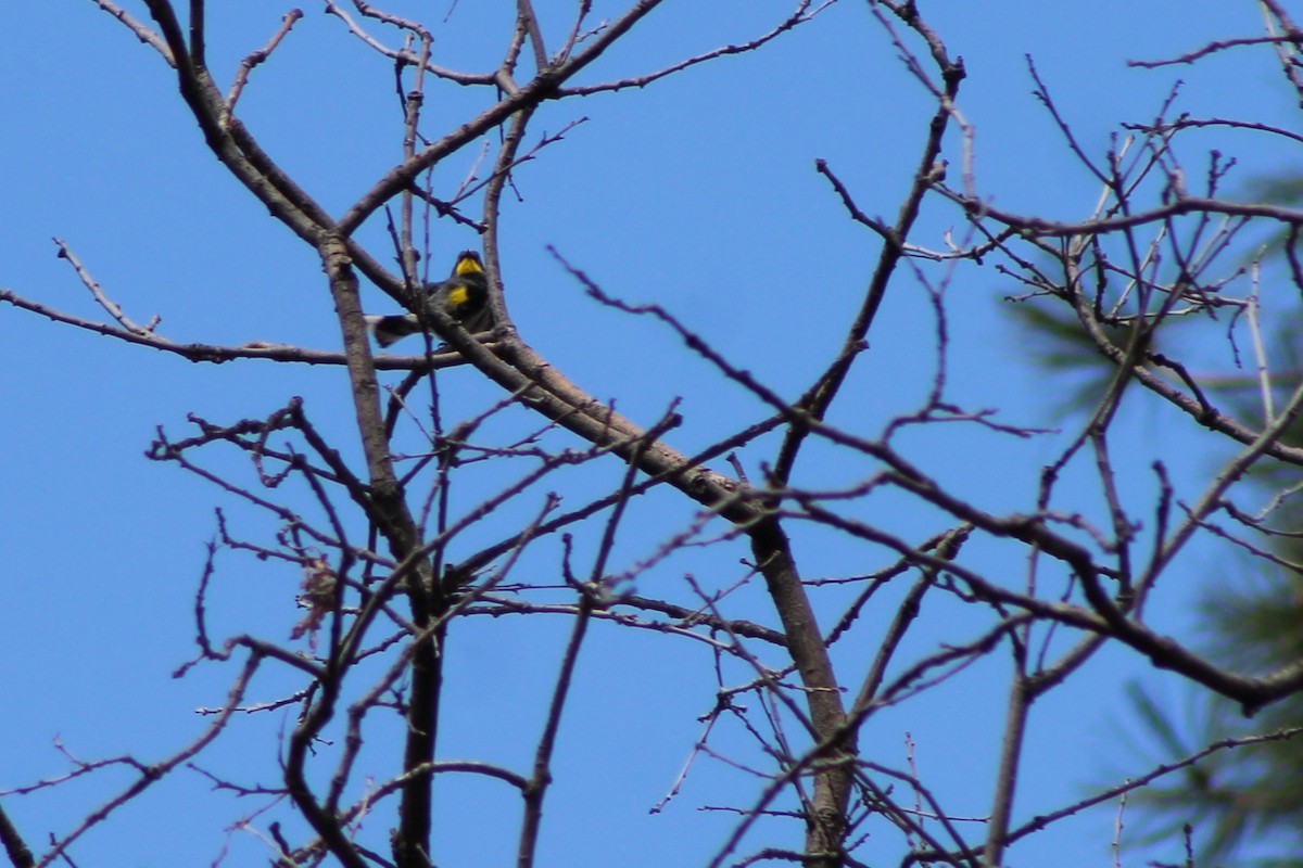 Yellow-rumped Warbler - ML54330251