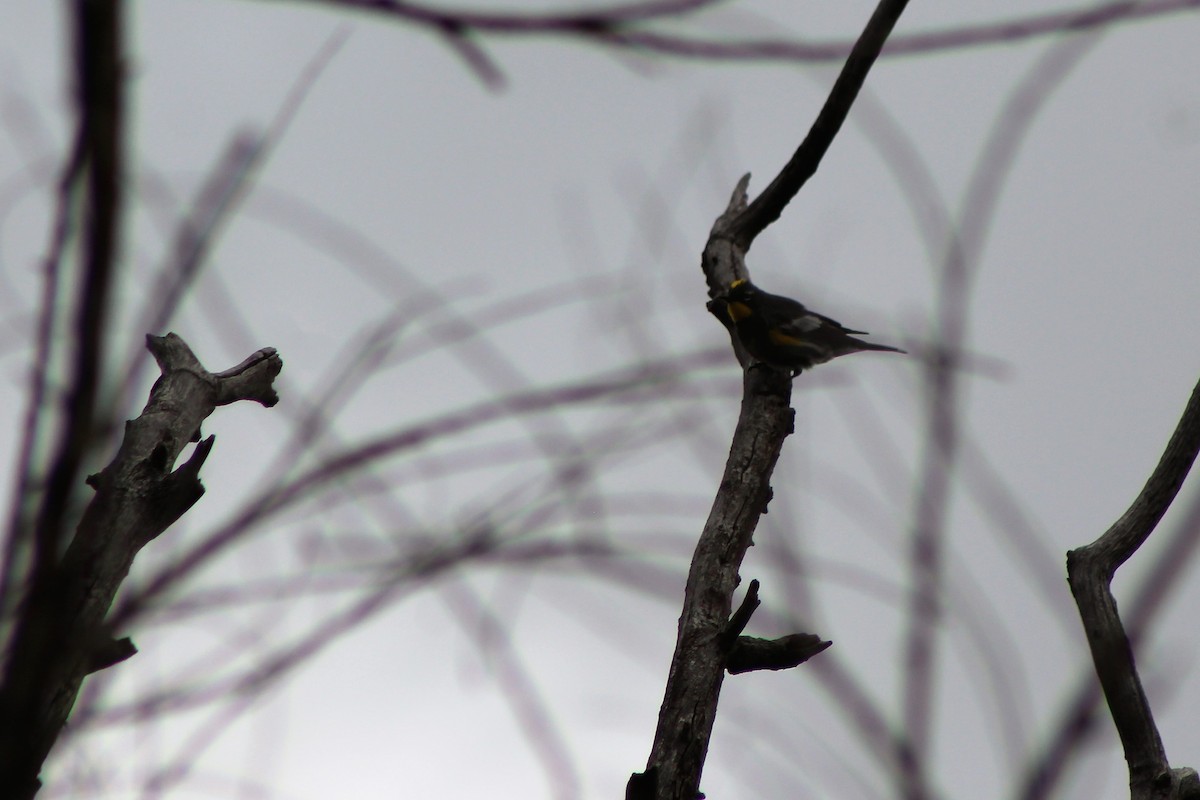 Yellow-rumped Warbler - ML54330261