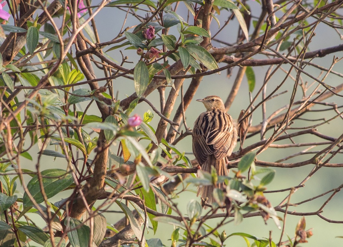 Striated Grassbird - ML543303201