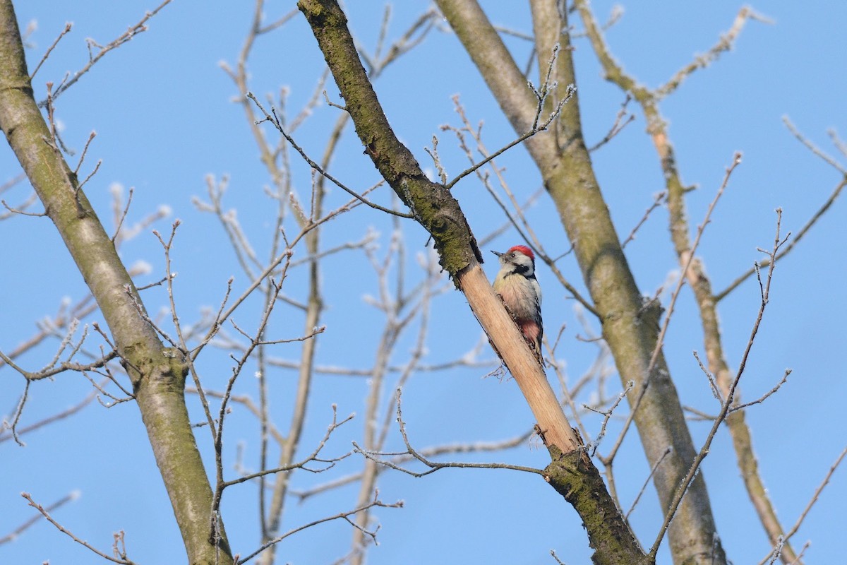 Middle Spotted Woodpecker - ML543303231