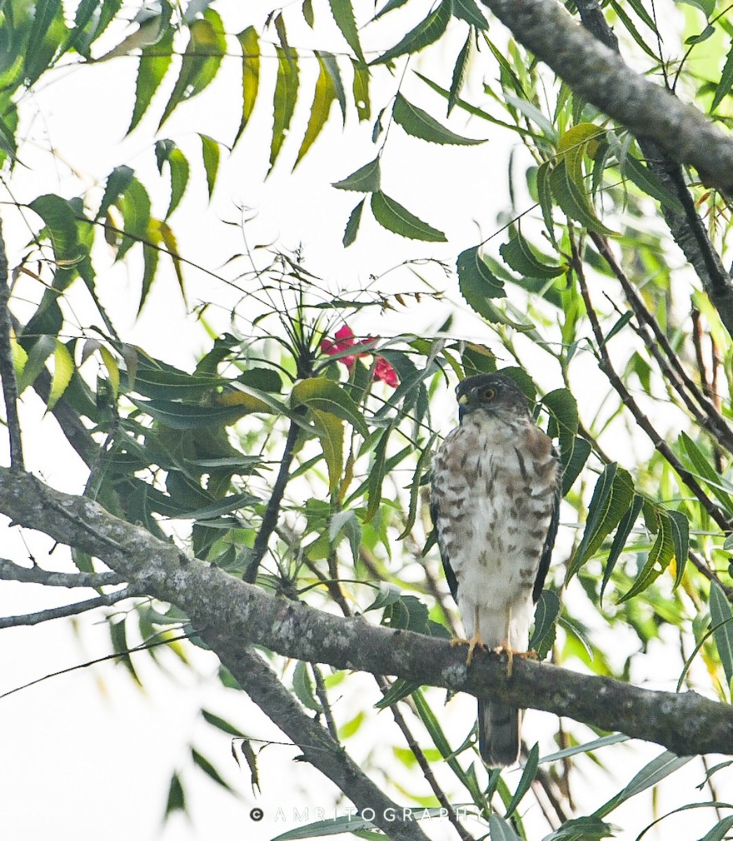 Japanese Sparrowhawk - ML543303311