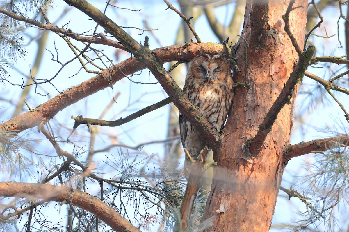 Tawny Owl - ML543304171